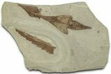 Multiple Fossil Leaf Plate - Green River Formation, Utah #325586-1